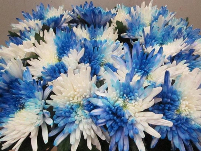 <h4>Chr G Topspin Finland</h4>