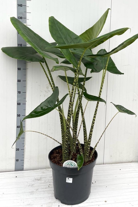 <h4>ALOC ZEBRINA</h4>