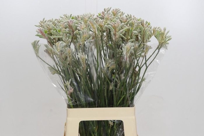 <h4>Anigozanthos Bush Diamond</h4>