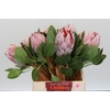 Protea Cynaroides