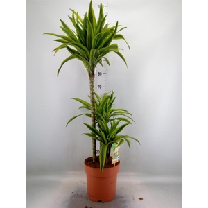 Dracaena fr de 'LemonLime'