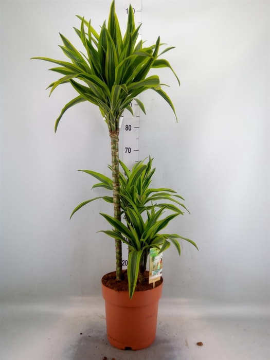 <h4>Dracaena fr de 'LemonLime'</h4>