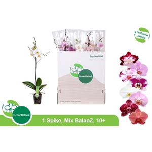 PHAL GEM