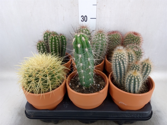 <h4>Cactus   ...</h4>