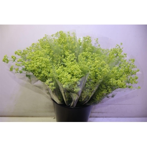 Alchem M Robustica X5