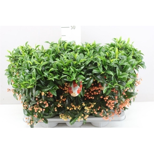 Ardisia Crenata Bos Premium Salm