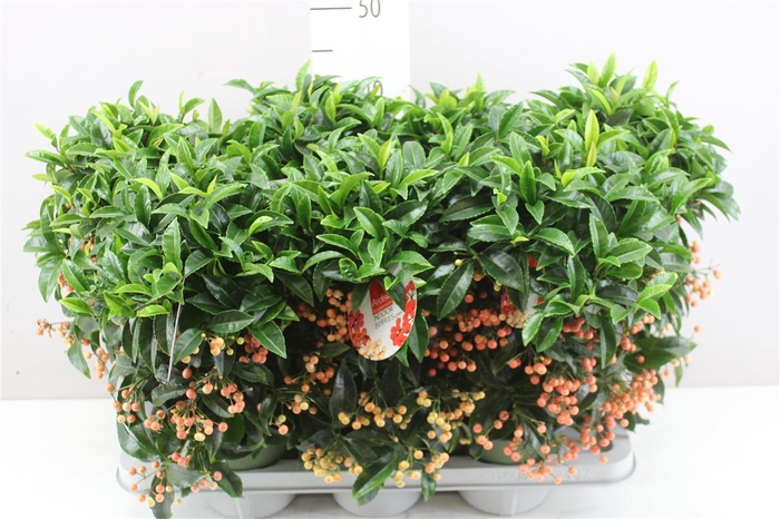 <h4>Ardisia Crenata Bos Premium Salm</h4>