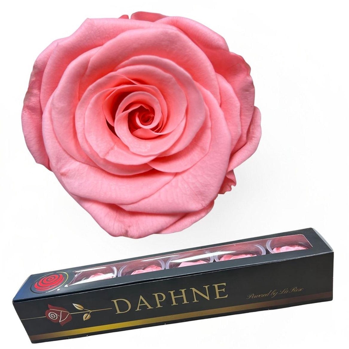 <h4>R Preserved Medium Pink Xl</h4>