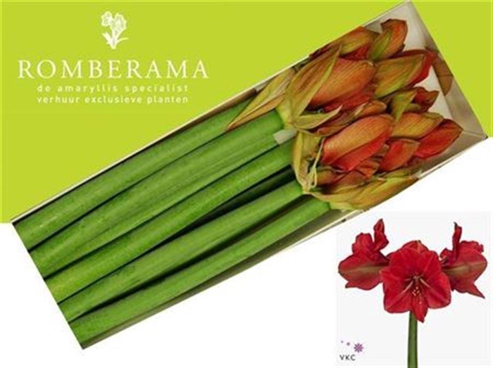 <h4>Hipp Ga Hercules</h4>