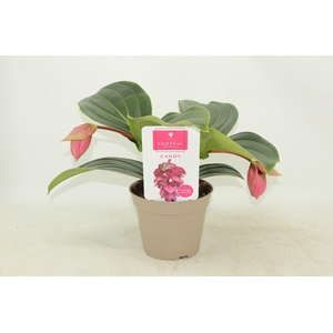 Piccolini Candy 2 knop (Medinilla 1 etage)