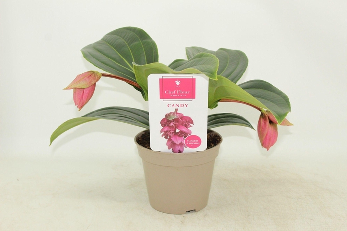 <h4>Piccolini Candy 2 knop (Medinilla 1 etage)</h4>