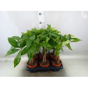 Pachira aquatica