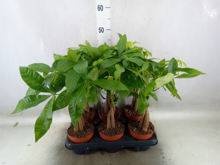 <h4>Pachira aquatica</h4>