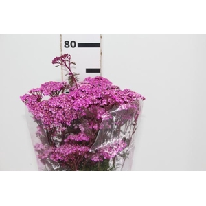 ACHILLEA MILLEFOLIUM PINK TINTURADA 060 CM