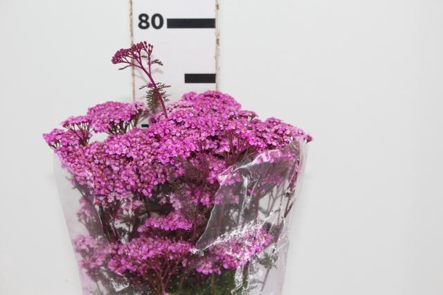 <h4>ACHILLEA MILLEFOLIUM PINK TINTURADA 060 CM</h4>