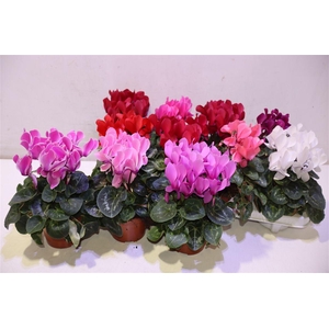 arr8 Cycl Md Sup Macro