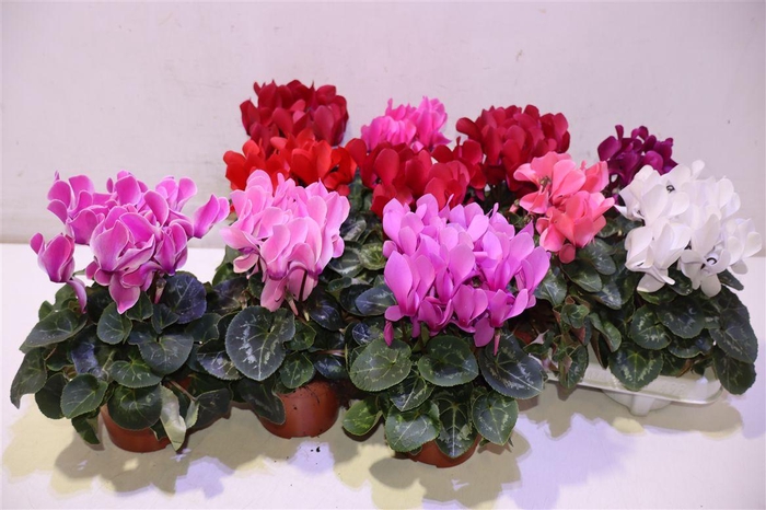 <h4>arr8 Cycl Md Sup Macro</h4>