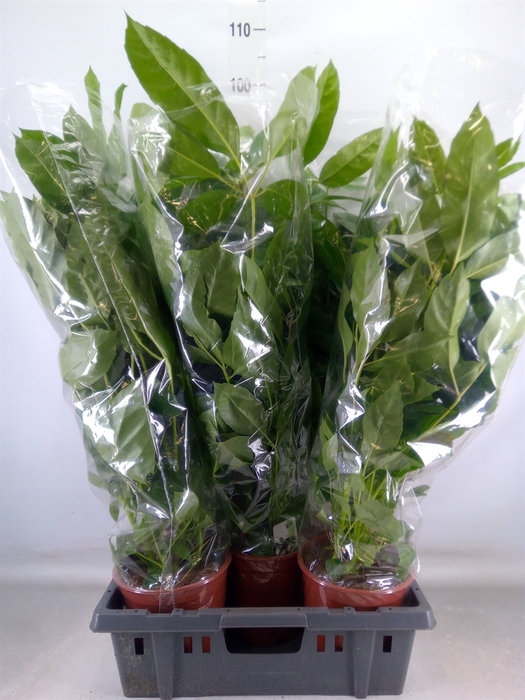 <h4>Schefflera actin. 'Amate'</h4>
