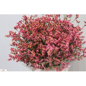 Limonium Scarlet Diamond A Verschoor