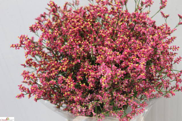 <h4>Limonium Scarlet Diamond A Verschoor</h4>