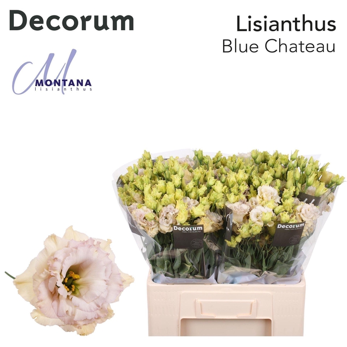 <h4>EUSTOMA RUSS. DU 'BLUE CHATEAU'</h4>