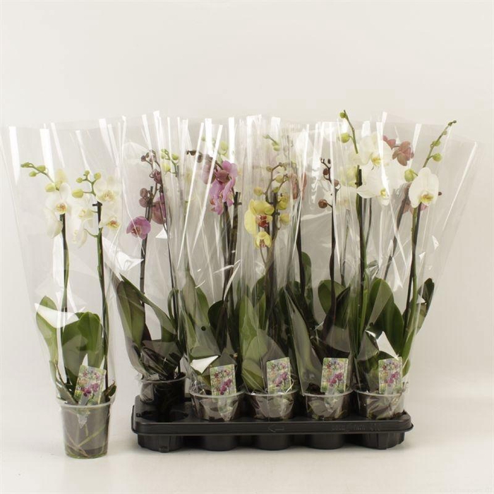 <h4>PHAL GEM 6 KL</h4>