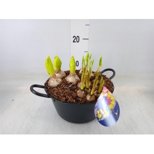 Arr.   Bol/Knolgewas L%