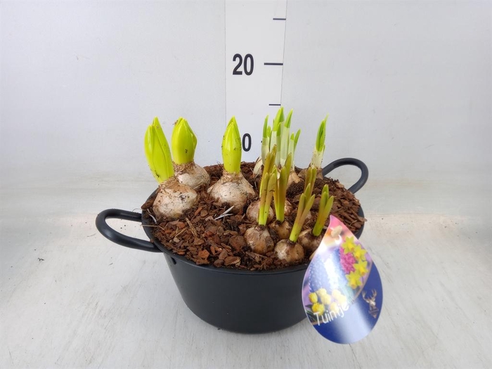 <h4>Arr.   Bol/Knolgewas L%</h4>