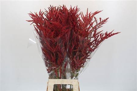 <h4>Bromeliabloem</h4>