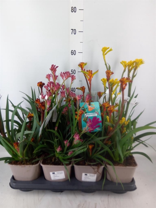 <h4>Anigozanthos ...</h4>