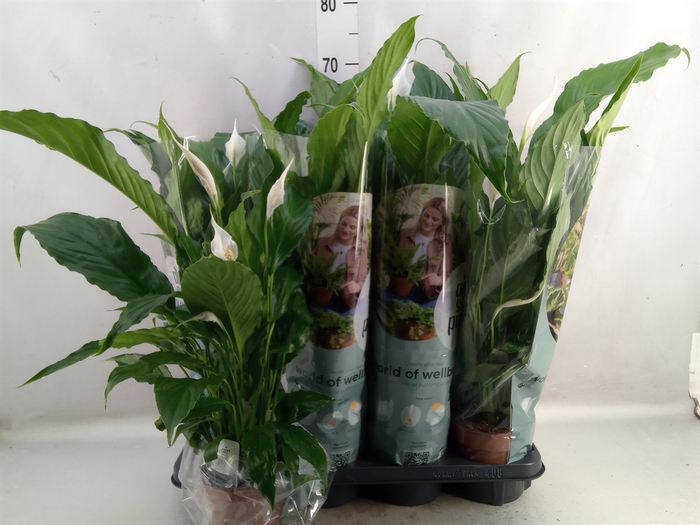 <h4>Spathiphyllum  'Sweet Chico'</h4>