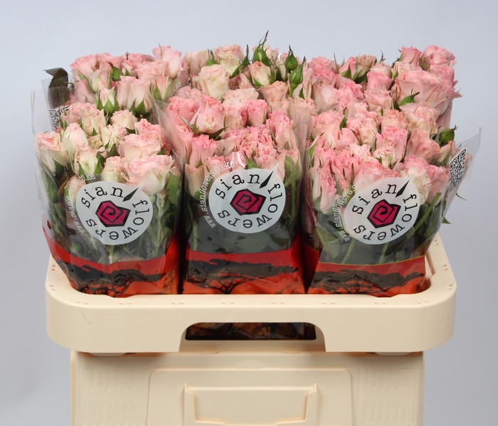 <h4>R TR CONSTELLATION</h4>