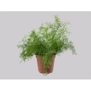 ASPARGO ALFINETE P17