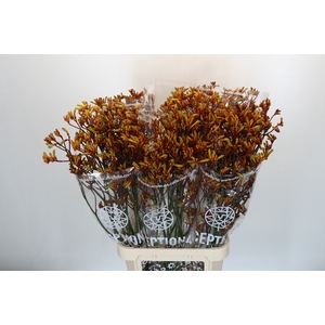 Anigozanthos Gold Fever