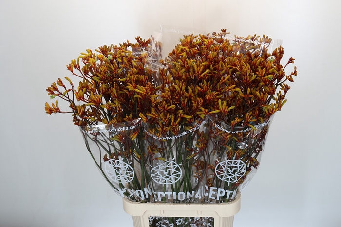 Anigozanthos Gold Fever