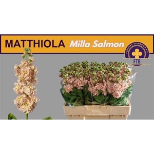 Matth Milla Salmon