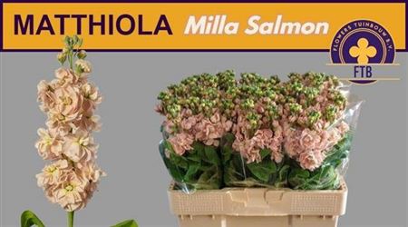 <h4>Matth Milla Salmon</h4>