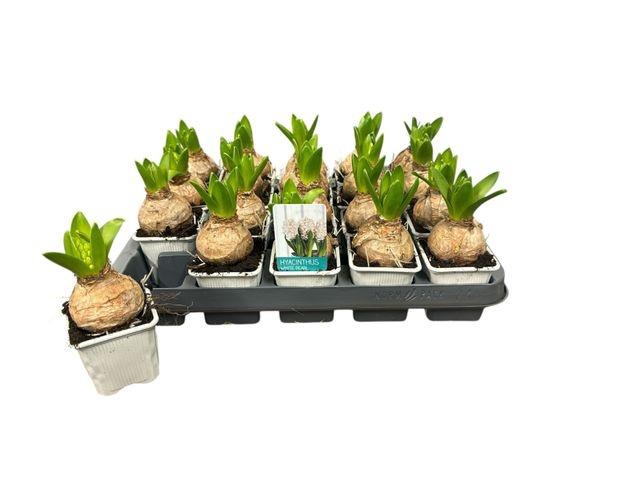 <h4>Hyacin White Pearl</h4>