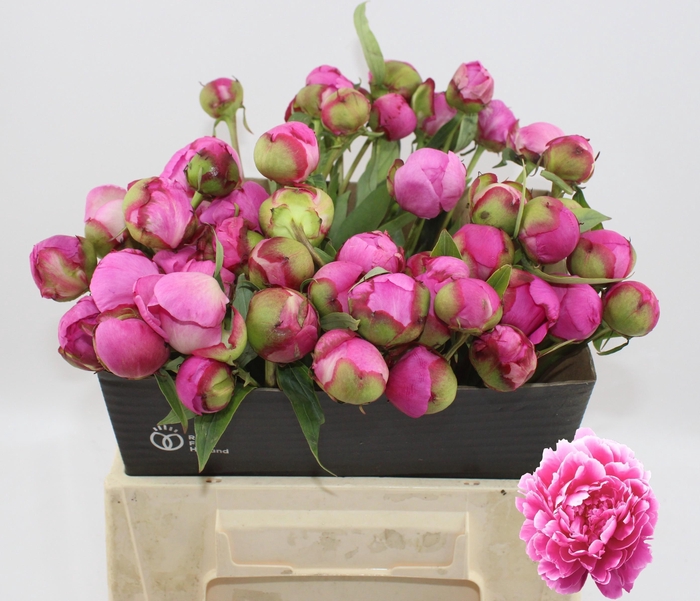 <h4>PAEO L ALEX FLEMING</h4>