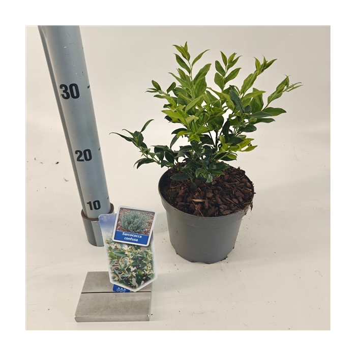 <h4>Sarcococca confusa</h4>