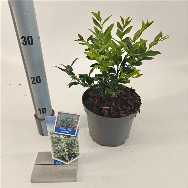 Sarcococca confusa
