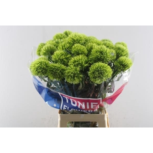 Dianthus Br Kiwi Mellow