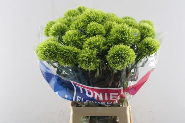 Dianthus Br Kiwi Mellow