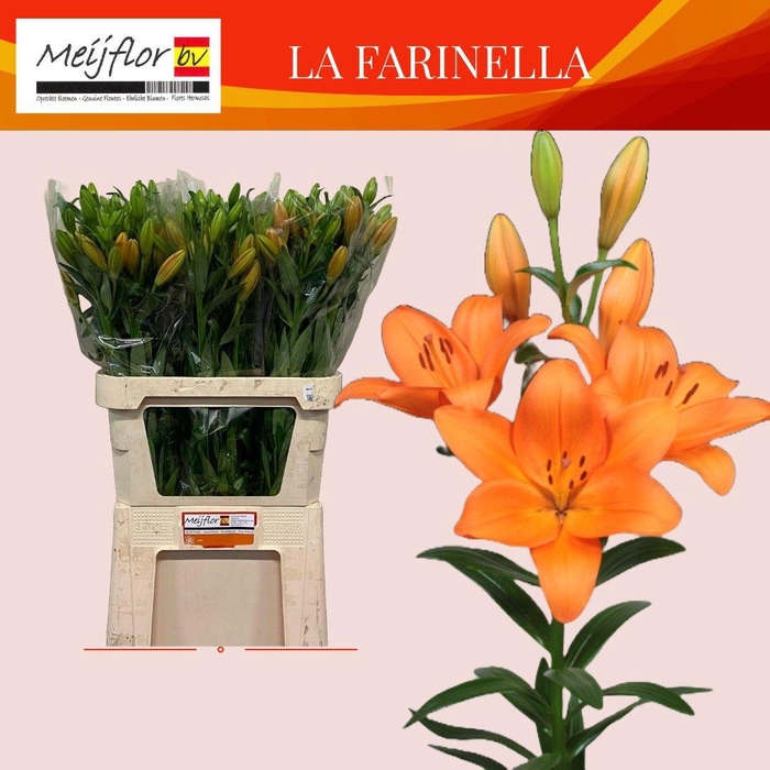 <h4>LI LA FARINELLA</h4>
