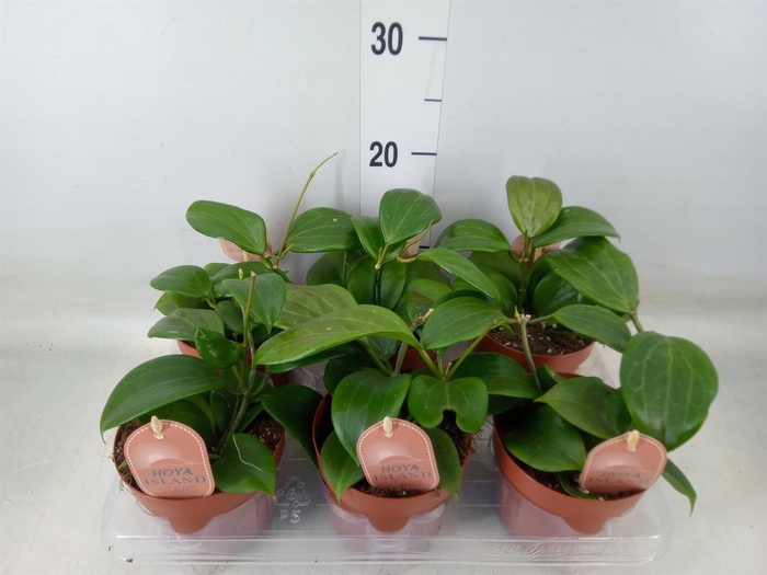 <h4>Hoya quinquenervia</h4>