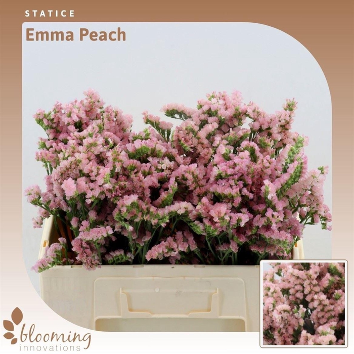<h4>Statice Emma Peach+</h4>