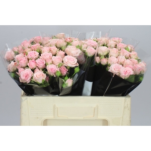 Rosa Tr Aerobic