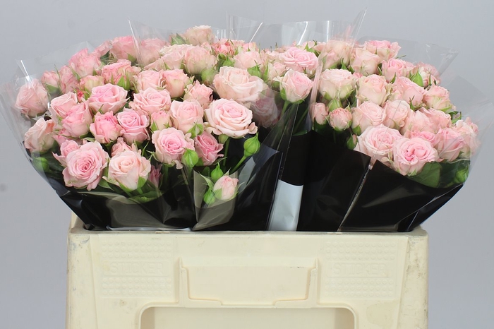 <h4>Rosa Tr Aerobic</h4>
