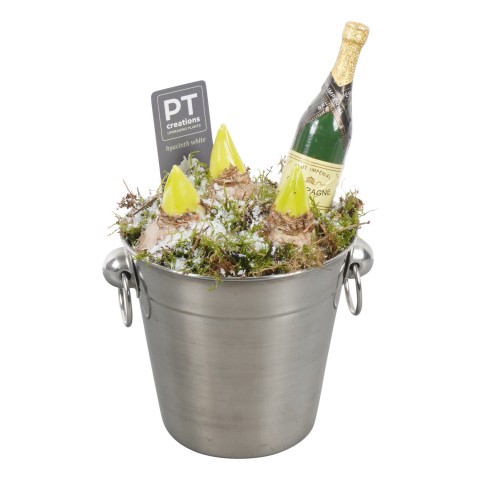 PTHN7201 ARRANGEMENT NEW YEAR IN CH