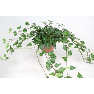 HEDERA HELIX Lady Kay 9 cm